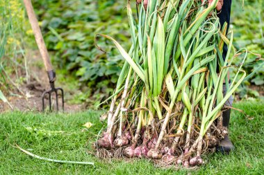 Taze toplanmış sarımsak tutan çiftçi. Organik sebzeler - bahçe ürünleri, hasat.
