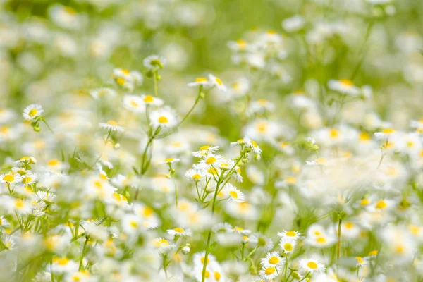 Flores de margarita oriental con fondo borroso y enfoque selectivo — Foto de Stock