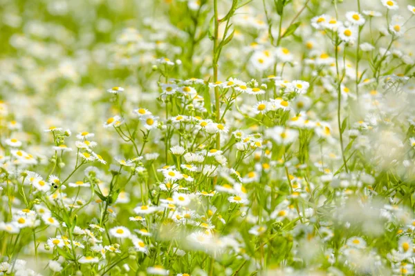 Flores de margarita oriental con fondo borroso y enfoque selectivo — Foto de Stock