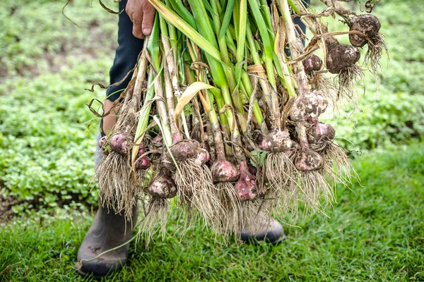 Фермер держит свежесобранный чеснок. Можно выращивать в саду полезные или органические продукты . — стоковое фото