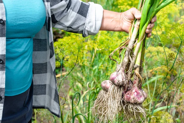 Fresh farm garlic, freshly harvested organic vegetables in in the farmer garden. Vegetable harvest. — Stock Photo, Image