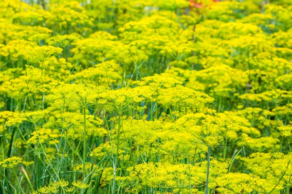 Hierba fresca en el jardín. Flores de eneldo en la granja, concepto de agricultura ecológica. — Foto de Stock