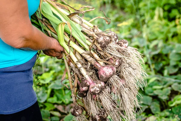 Фермер держит свежесобранный чеснок, свежие органические овощи, собирает урожай на ферме — стоковое фото