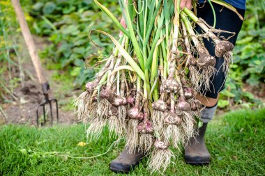 Bahçede sarımsak topluyorum. Taze biçilmiş sebzeli çiftçi, organik tarım kavramı.