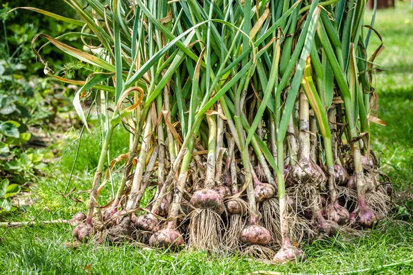 Сбор чеснока в саду. Фермер со свежими овощами, концепция органического земледелия . — стоковое фото