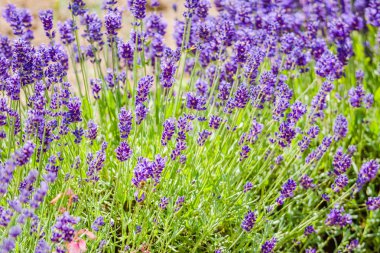 Bahçe lavantası, lavanta çiçeği arka planı