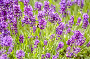 Çiçek açan lavanta çiçekleri, mor arka plan.