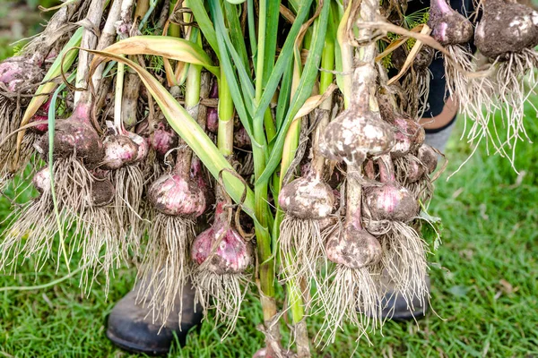 Taze toplanmış sarımsak tutan çiftçi. Organik sebzeler - bahçe ürünleri, hasat.