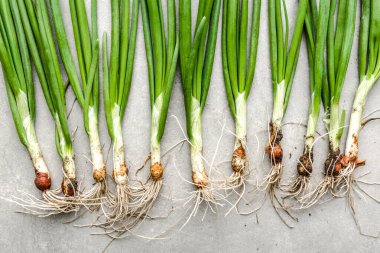 Taze soğan, taze organik hasat edilmiş taze soğan, üst manzara.