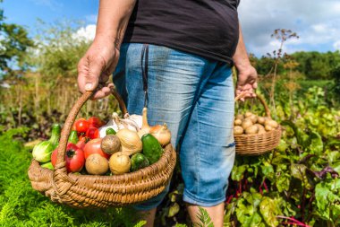 Sepetinde sebze olan çiftçi. Bahçede taze hasat edilmiş ürünler. Taze sebze, organik tarım kavramı..