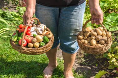 Sepetinde sebze olan çiftçi. Bahçede taze hasat edilmiş ürünler. Taze sebze, organik tarım kavramı..