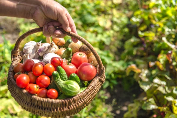 Gartenprodukte Und Geerntetes Gemüse Landwirt Mit Biolebensmitteln Frisches Bauerngemüse Korb — Stockfoto