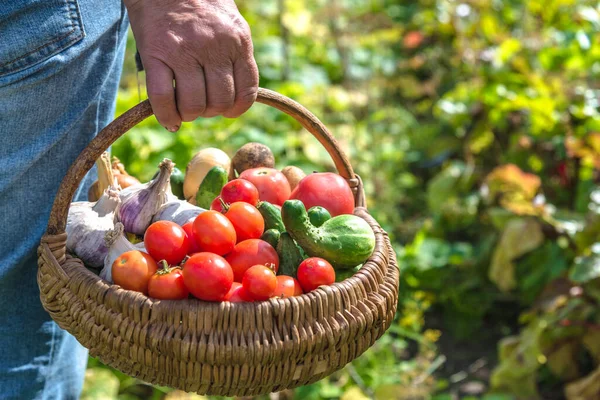 庭は野菜を生産し バイオフード付きの農家 バスケットの新鮮な農場の野菜 トマト キュウリ ニンニク — ストック写真