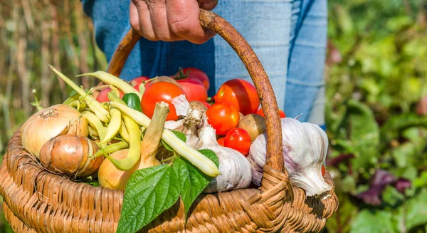 Trädgårdsprodukter Och Skördade Grönsaker Lantbrukare Med Biomat Färsk Gårdsgrönsak Korgen — Stockfoto