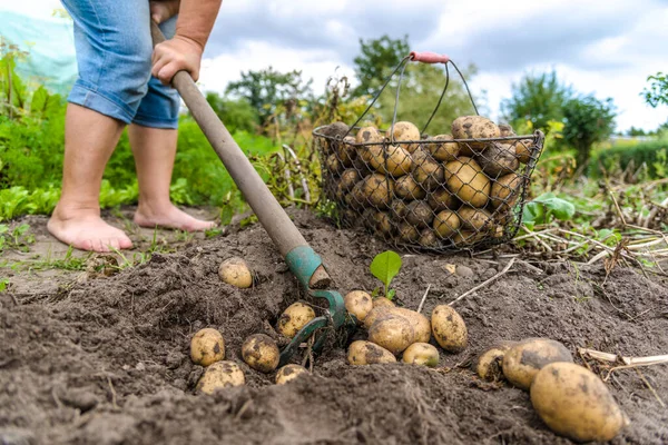 Frische Bio Kartoffelernte Auf Dem Feld Landwirt Gräbt Kartoffeln Aus — Stockfoto