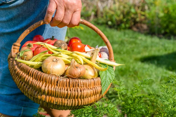 バスケットに野菜と農家 庭で収穫されたばかりの新鮮な野菜 有機農業の概念 — ストック写真