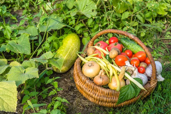 Bio food. Garden produce and harvested vegetable. Fresh farm vegetables in the basket.