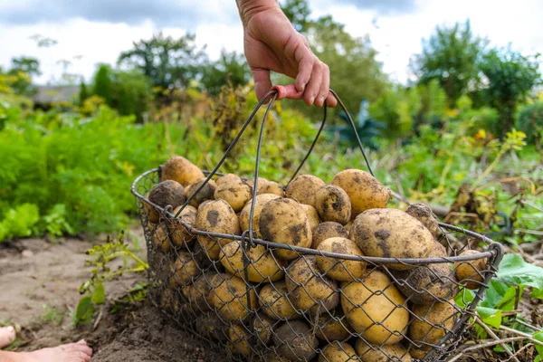 Біологічне Рослинництво Збирання Органічної Картоплі Полі Фермер Викопує Картоплю Ґрунту — стокове фото