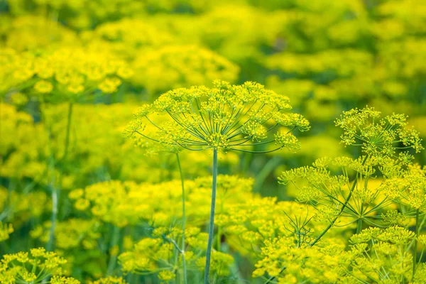 Herbe Fraîche Dans Jardin Fleurs Aneth Ferme Concept Agriculture Biologique — Photo