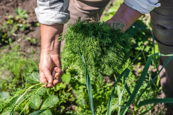 Świeże Organiczne Warzywa Zbierane Ogrodzie Rolnik Świeżo Zebranym Koperkiem Rękach — Zdjęcie stockowe