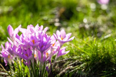 Güneş ışığında ilkbahar çiçekleri.