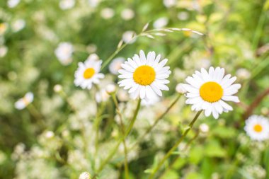 Papatya çiçekli doğa arkaplanı, yakın plan..
