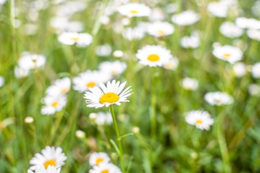 Papatya çiçekli doğa arkaplanı, yakın plan..