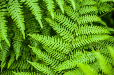 Yeşil eğrelti otu yaprağı dokusu. Bahar eğreltiotu, arka plan.