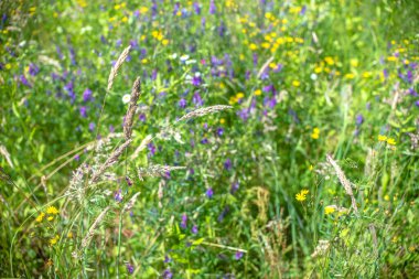 Bulanık çayır ve çiçek açan çimlerle doğal arka plan, yakın plan, seçici odak.