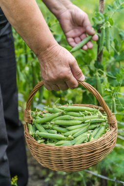 Woman picking pea. Close-up of hands picking green peas from a plant. Gardening and organic farming concept.