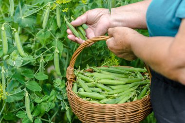 Woman picking pea. Close-up of hands picking green peas from a plant. Gardening and organic farming concept.