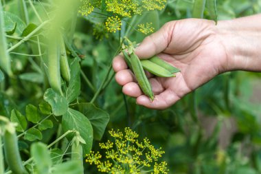 Woman picking pea. Close-up of hands picking green peas from a plant. Gardening and organic farming concept.