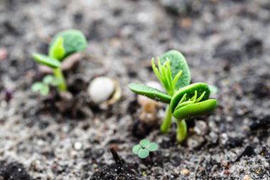 Toprakta büyüyen genç bitkiler