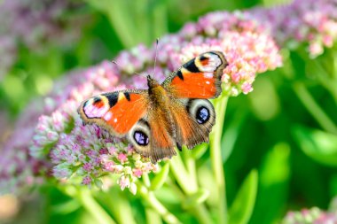 Çiçekli kelebek, makro. Kelebek çiçekte nektar içiyor.