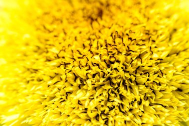 Ayçiçeğinin makarnası. Sarı çiçek, taç yapraklarının yakın çekimi..