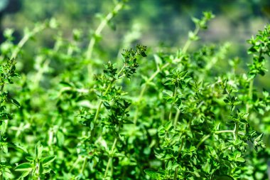 Taze yeşil kekik dalı, yeşil bitki
