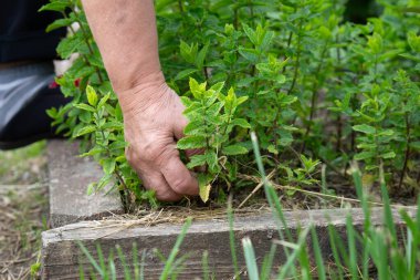 Hands picking mint. Green herb harvest.