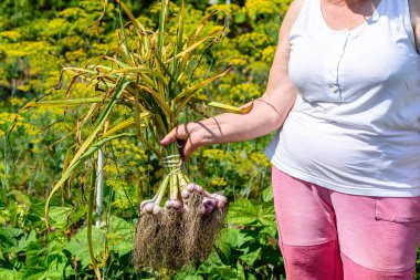Farmer holding garlic from the soil, vegetables from local farming, organic produce harvested from the garden, fall harvest