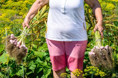 Farmer holding garlic from the soil, vegetables from local farming, organic produce harvested from the garden, fall harvest