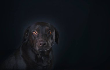 Stüdyo çikolata bir laboratuarda portresi