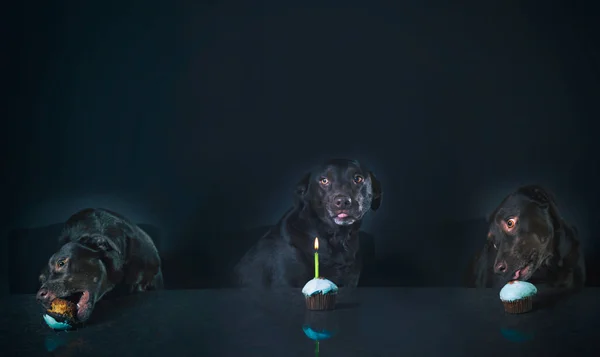 Portrait of a Chocolate lab in the studio