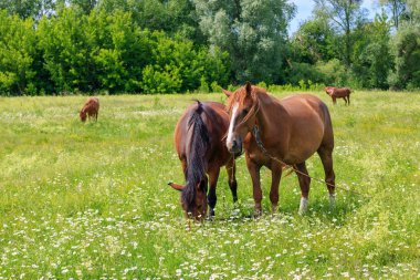 Dört at çayır yeşil çimenlerin üzerinde bir güneşli yaz gününde otlatma