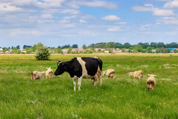 Αγελάδα Και Ένα Κοπάδι Πρόβατα Ένα Καταπράσινο Λιβάδι Μια Ηλιόλουστη — Φωτογραφία Αρχείου