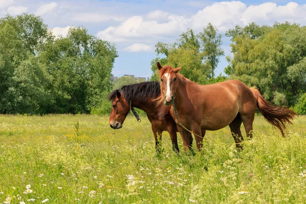 Bruine Paarden Staan Het Groene Gras Van Een Weide Een — Stockfoto