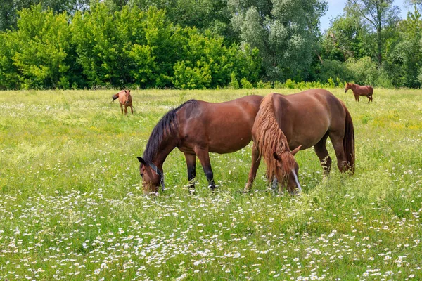 Paarden Grazen Het Groene Gras Van Een Weide Een Zonnige — Stockfoto