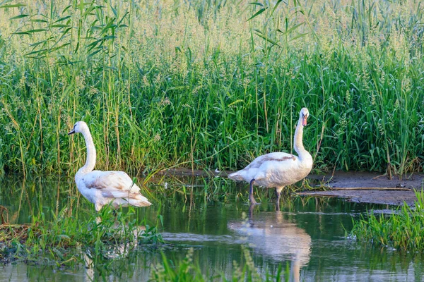 Jóvenes Cisnes Salvajes Caminando Hierba Costera Lago —  Fotos de Stock