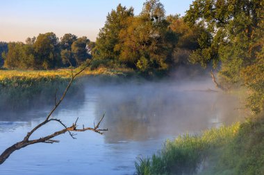 Nehir sis güneşli yaz sabahı sular altında bir ağaca bagajında bir arka plan üzerinde yüzey yukarıda. Nehir manzara