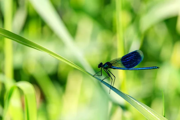 Modrá Vážka Sedí Zelený List Trávy Slunečný Letní Den — Stock fotografie