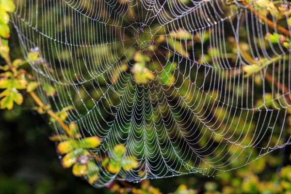 Ιστός Αράχνης Δροσοσταλίδα Σταγόνες Ενάντια Πράσινα Φυτά Αφηρημένα Φόντο — Φωτογραφία Αρχείου