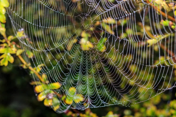 Toile Araignée Avec Gouttes Rosée Contre Les Plantes Vertes Contexte — Photo